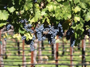 Napa Valley photo c 2009 by Carolyn Burns Bass