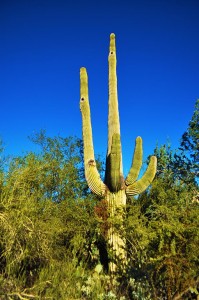 Saguaro, Carolyn Burns Bass
